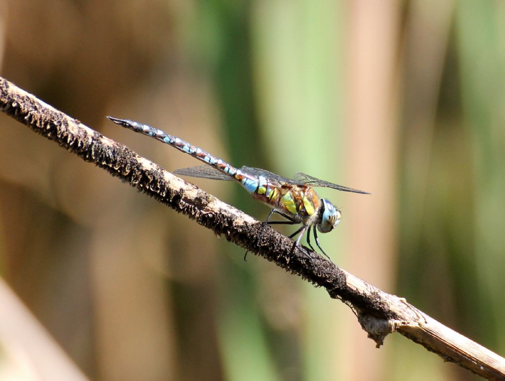 Aeshna juncea femmina? No, Aeshna mixta.